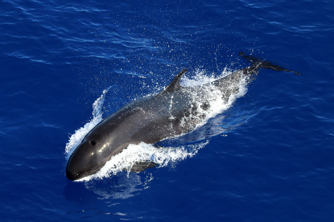 On November 17, we encountered a large dispersed group of false killer whales - the ship was surrounded by some unknown number of subgroups. In addition to sightings from the ship, we launched the small boat and collected three biopsies and close photographs for individual identification. Photo: NOAA Fisheries/Charlotte Boyd.