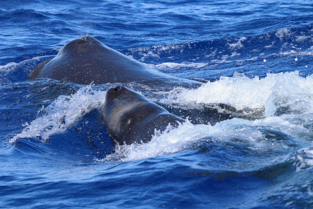 A sperm whale (Physeter macrocephalus) calf swims closely alongside an adult female, likely its mother. These whales were part of a larger cluster exhibiting social behavior over the Akamai seamount. Photo: NOAA Fisheries/Mark Cotter.