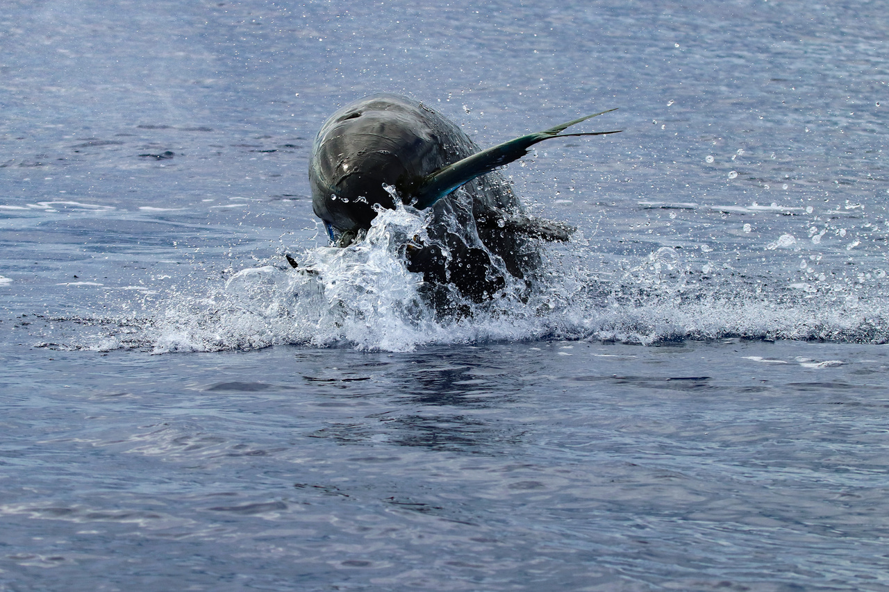 A large false killer whale (Pseudorca crassidens) shows off its mahi-mahi catch as it porpoises from the water. After catching a fish, these whales often engage in leaping and social behaviors before sharing the bounty with each other. Photo: NOAA Fisheries/Mark Cotter.