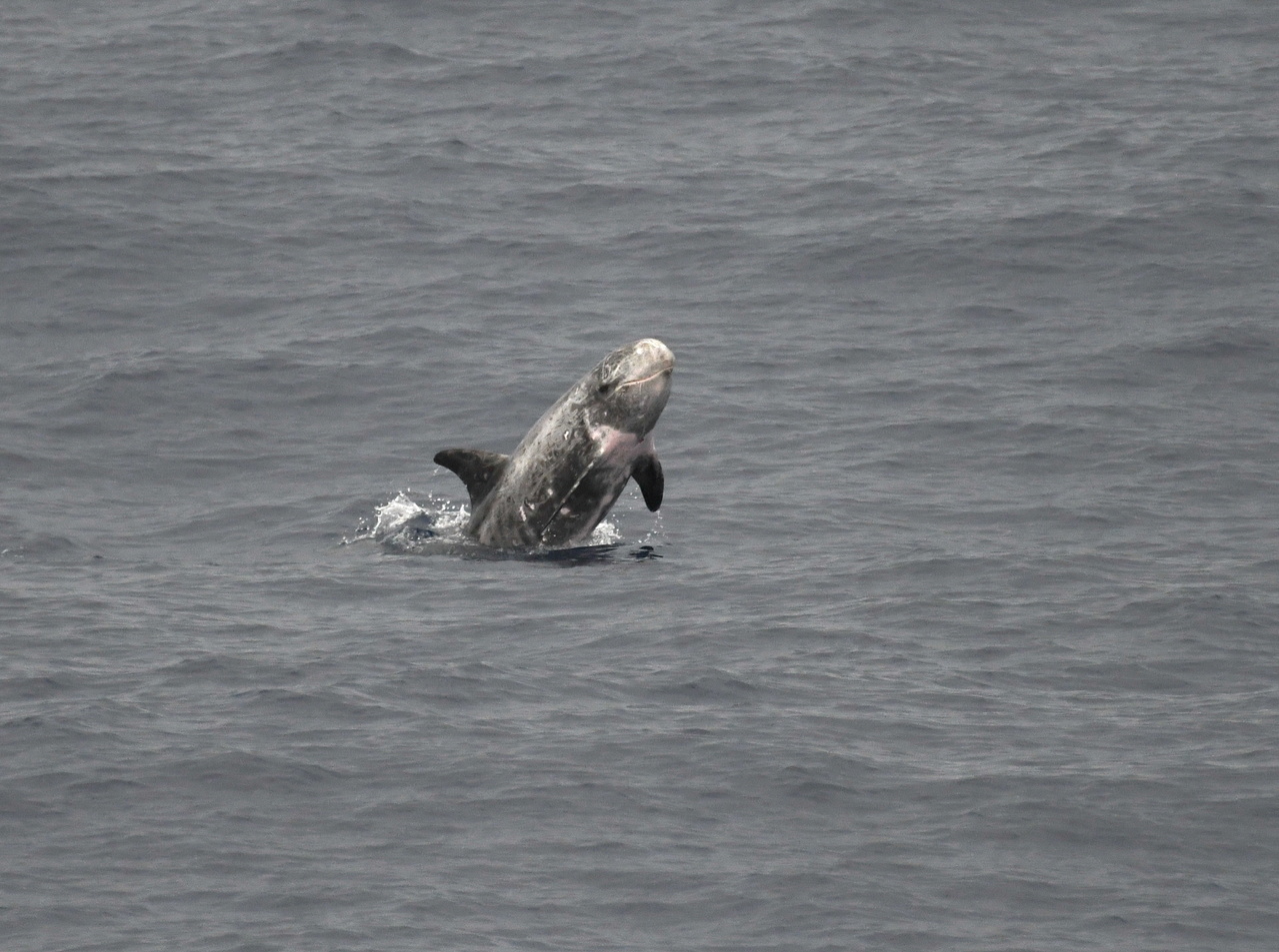A Risso's dolphin (Grampus griseus) leaps during a sighting off the Big Island. Photo: NOAA Fisheries/Adam Ü.