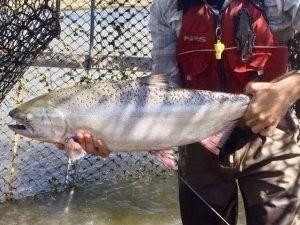 Adult Central Valley spring-run Chinook salmon