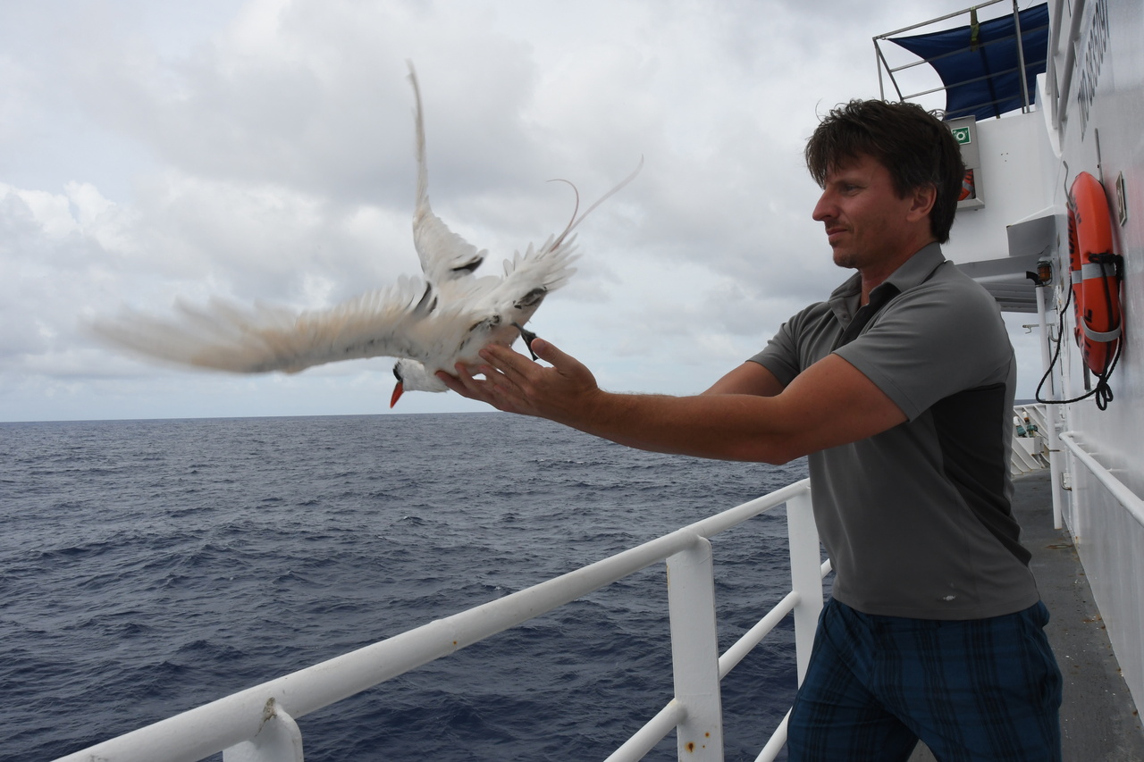 Ornithologist Christopher Hoefer releases a red-tailed tropicbird after it was found on deck. Photo: NOAA Fisheries/Adam Ü.
