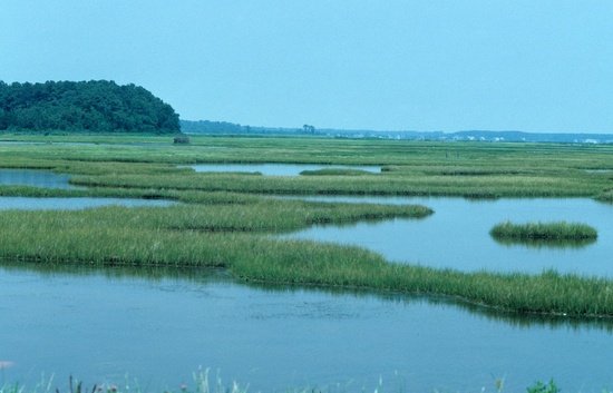EstuaryPhoto.jpg