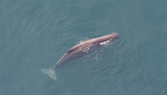 Sperm whale