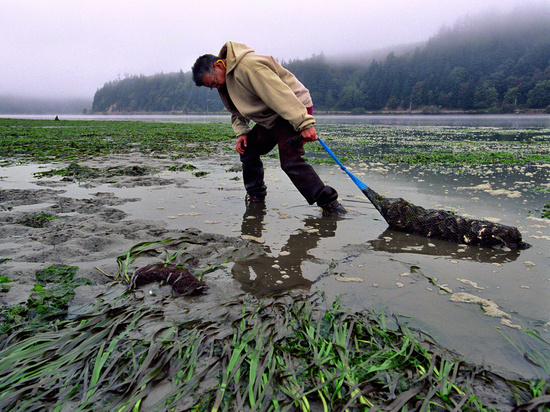 OR - Yaquina pulling oyster rgb copy.jpg