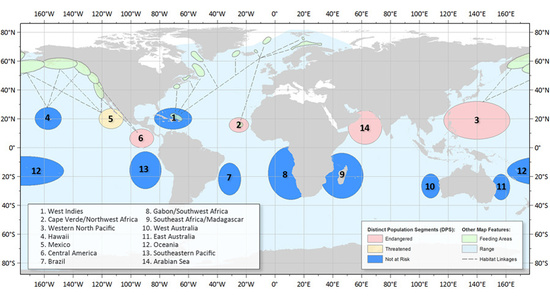 Illustrated world map of 14 distinct population segments for humpback whales color-coded to show the endangered, threatened, and not at risk populations and feeding areas.