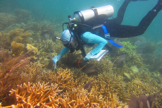 Super thicket of staghorn coral in Dry Tourtugas.