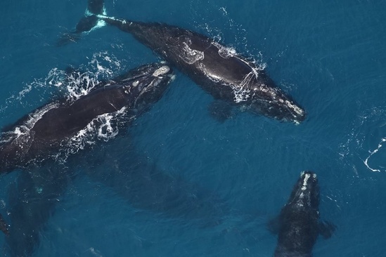 north-atlantic-right-whales-sea-to-shore-alliance.jpg