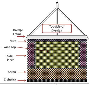 Diagram of the top side of dredge labeled from top to bottom—dredge frame, skirt, twine top, side piece, apron, and clubstick.