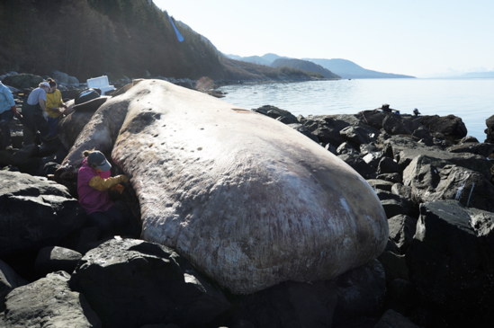 1000x600 ak male sperm whale.png