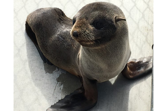 Photo looking slightly down at a dark brown Guadalupe fur seal looking up at camera.