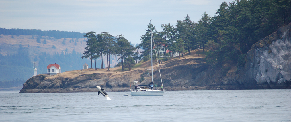killer whale jumping with Lime Kiln State Park in background