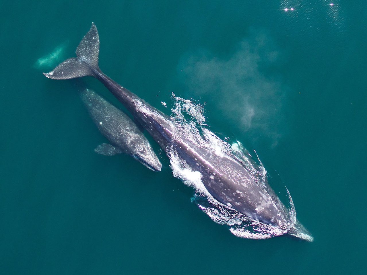 Gray whale cow-calf during northbound migration. Photo: NOAA Fisheries.