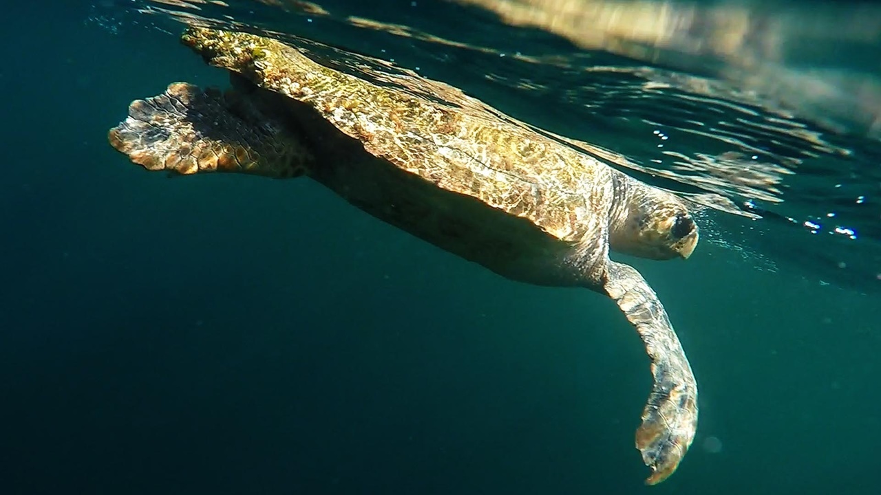 How Long Can a Green Sea Turtle Hold Its Breath  