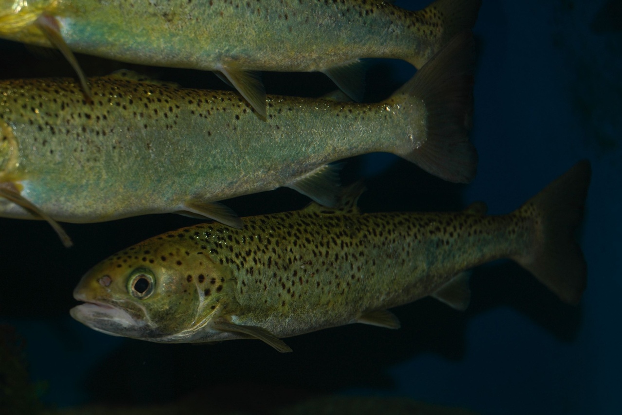 Know your catch: The differences between Atlantic salmon and brown trout