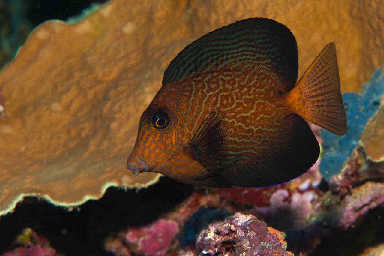 Juvenile Hawaiian bristletooth surgeonfish
