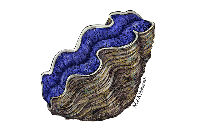 Species Illustration