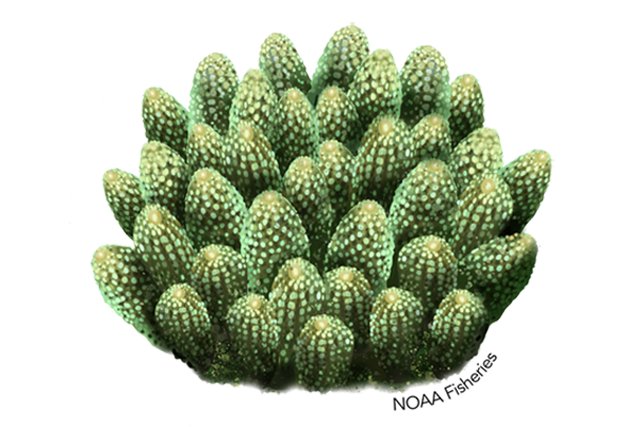Species Illustration