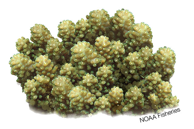 Species Illustration