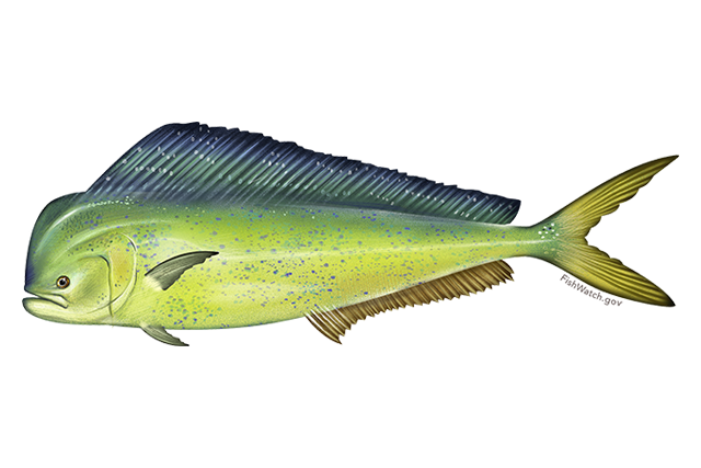 Species Illustration