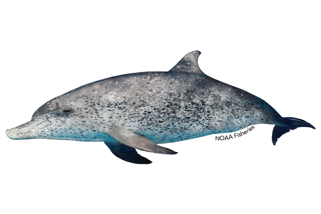 Species Illustration