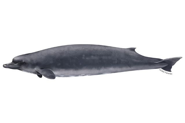 Species Illustration