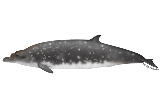 Species Illustration