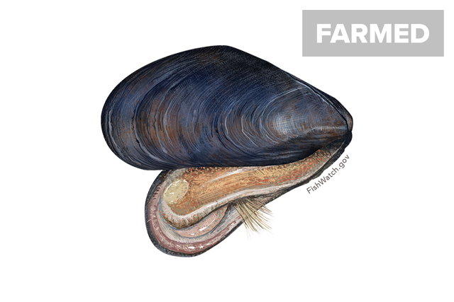Species Illustration