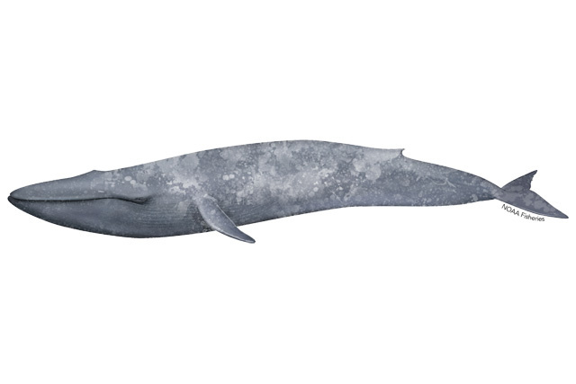 Species Illustration