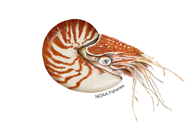 Species Illustration