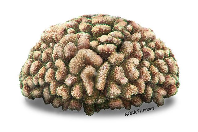 Species Illustration