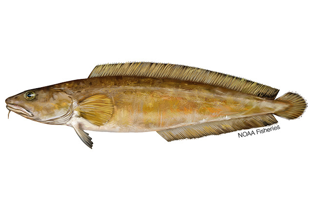 Species Illustration