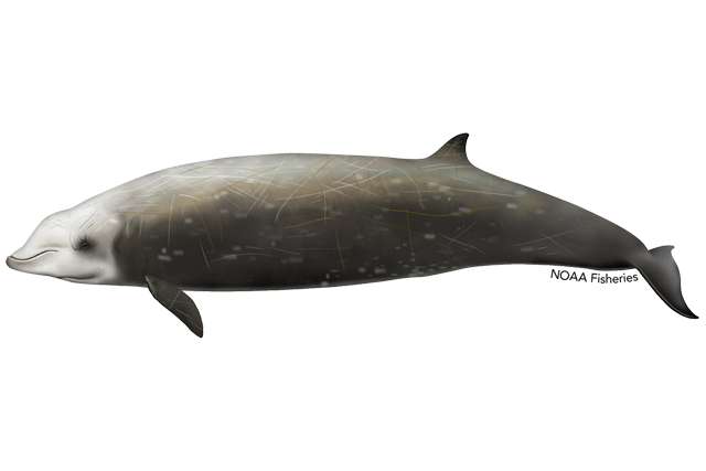 Species Illustration