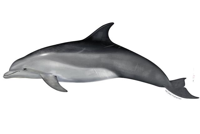 Species Illustration