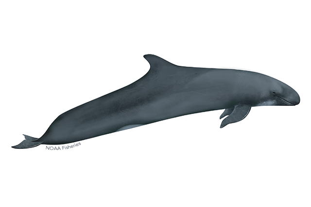 Species Illustration