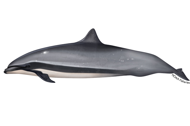 Species Illustration