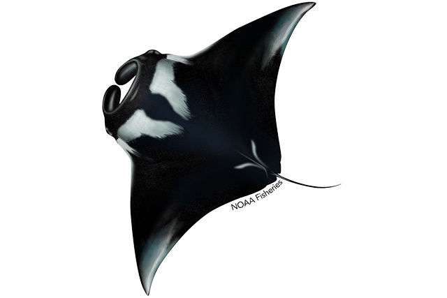 Species Illustration