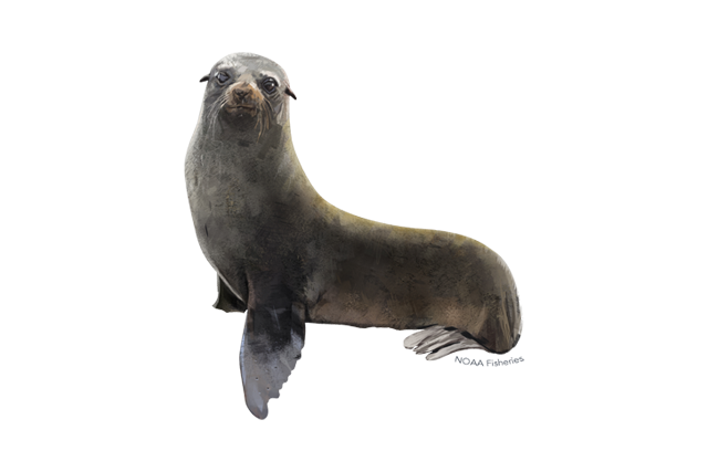 Species Illustration