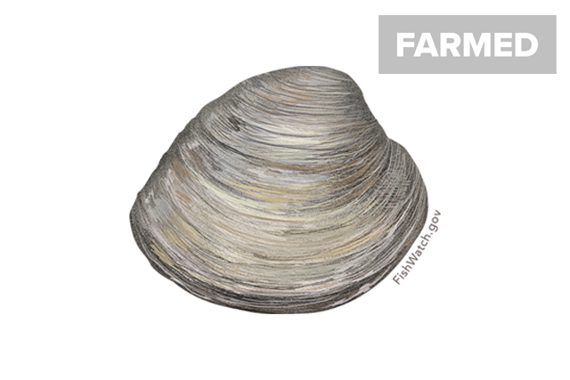 Species Illustration