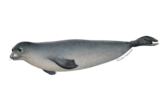 Species Illustration
