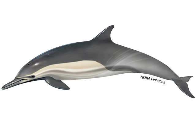 Species Illustration