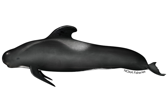 Species Illustration