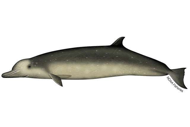 Species Illustration