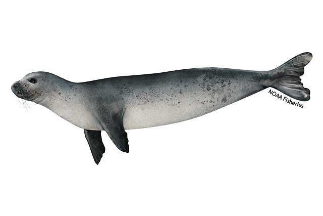 Species Illustration