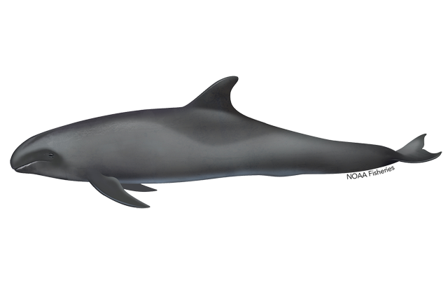 Species Illustration