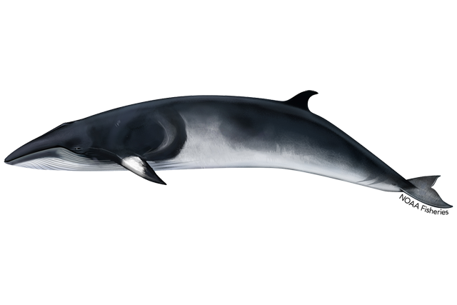 Species Illustration