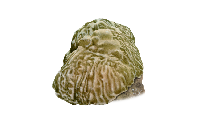 Species Illustration