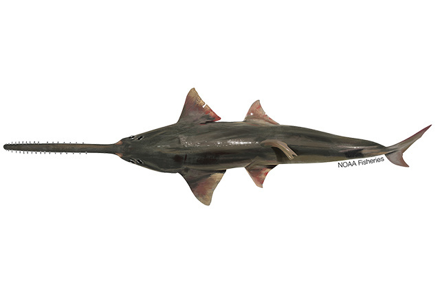 Species Illustration