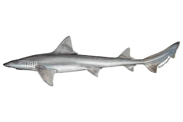 Species Illustration
