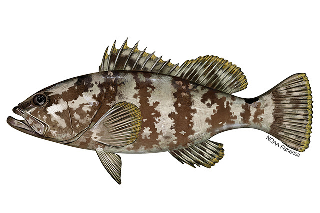 Species Illustration